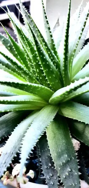 Aloe Vera Butter