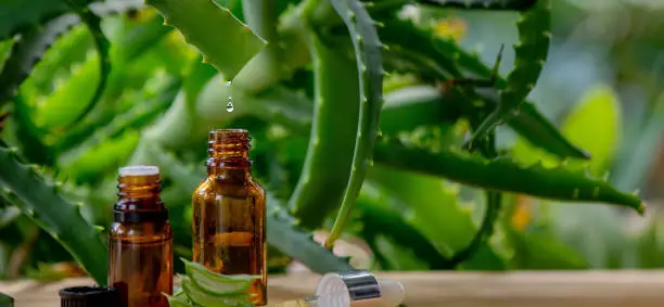 Aloe Vera Oil