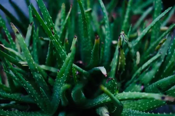 Aloe Vera Extract