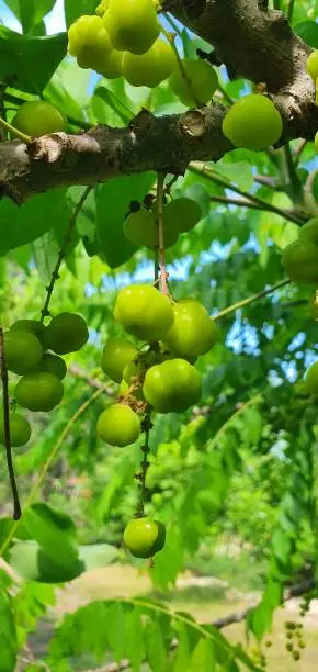 Amla Extract
