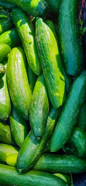 Cucumber Extract
