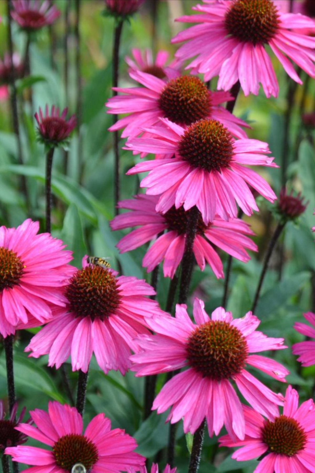 Echinacea Extract