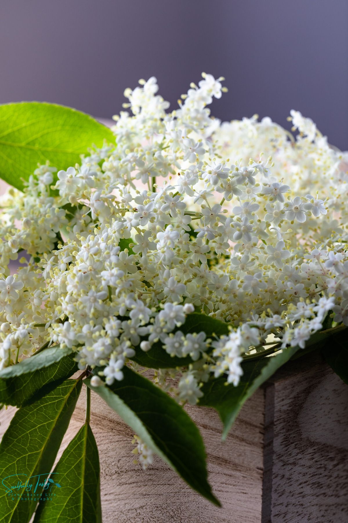 Elder Flower Extract