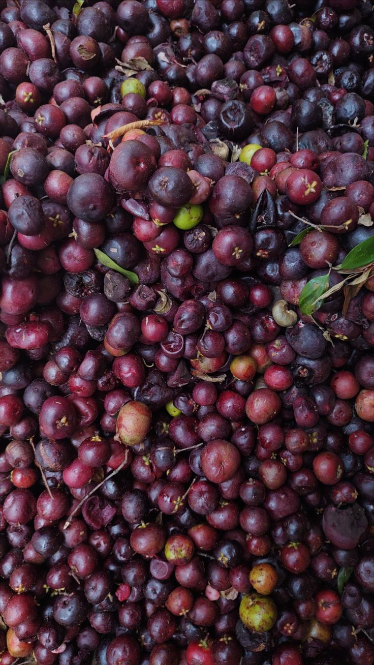 Kokum Extract