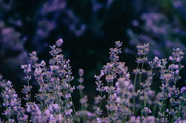 Lavender Extract