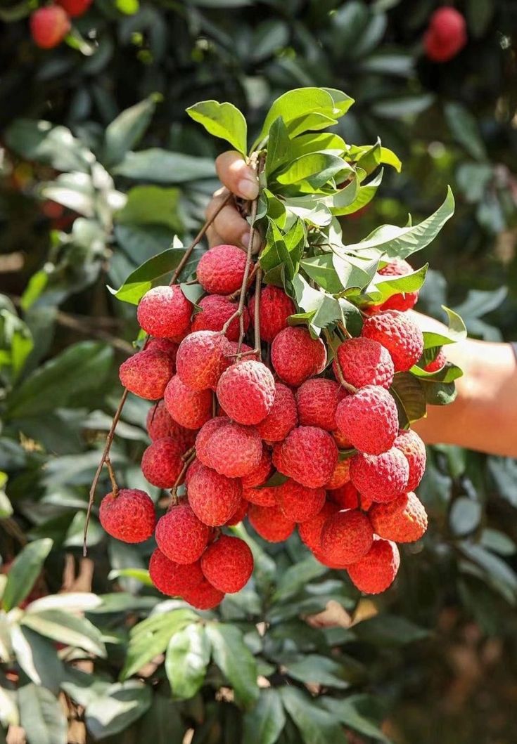 Litchi Extract