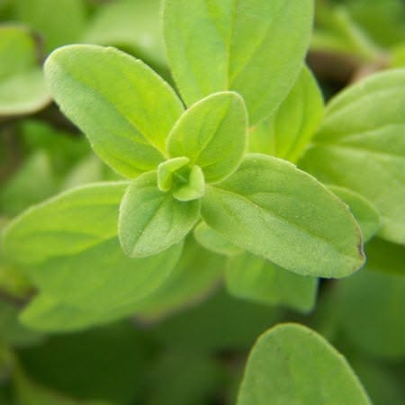 Majorana Extract