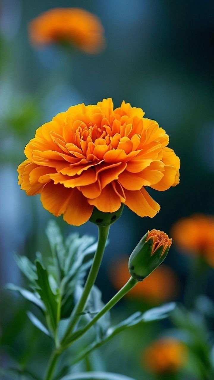 Marigold Extract
