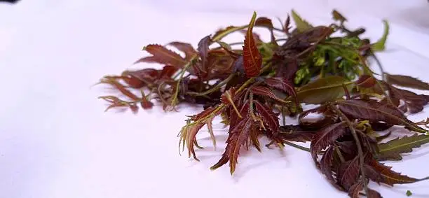 Neem Extract