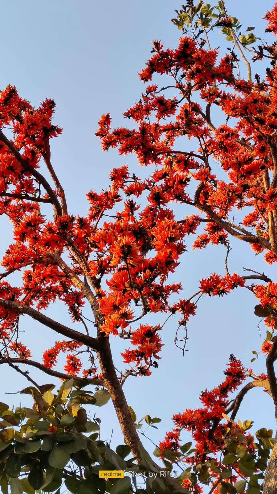 Palash Extract