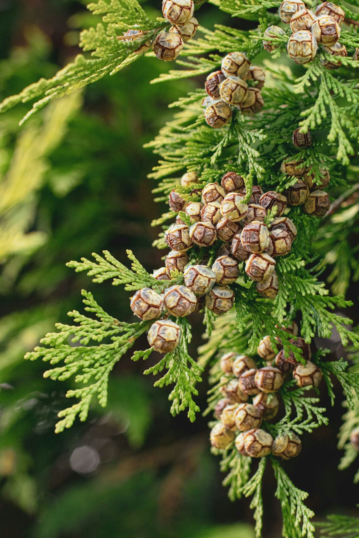 Thuja Extract