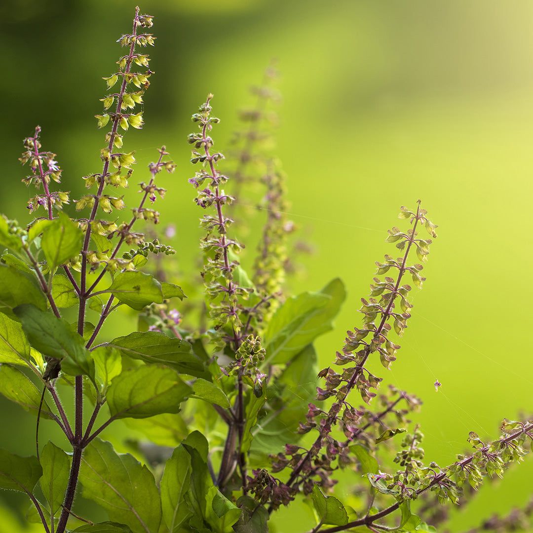 Tulsi Extract