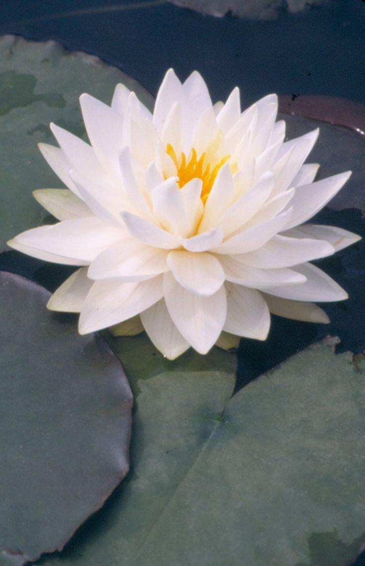 White Water Lily Extract