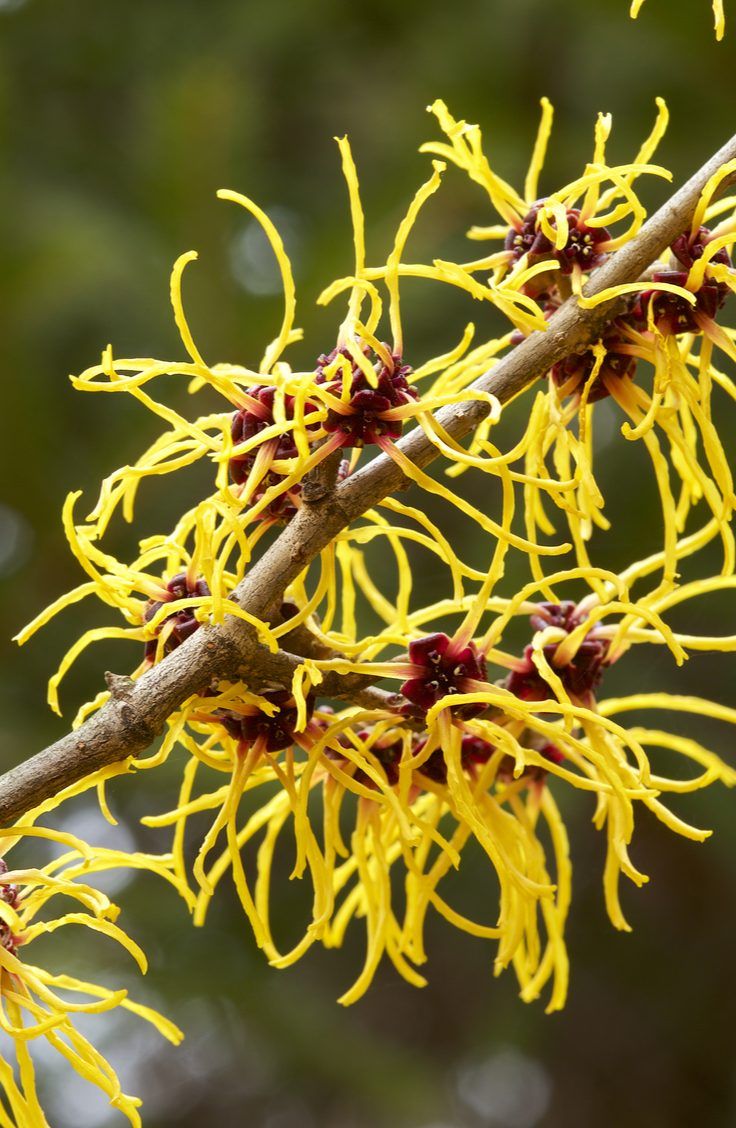 Witch Hazel Extract